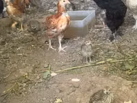 Chickens — Foto 4