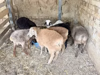 公羊, Sheep — 照片 3