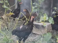 Chickens — zdjęcie 4