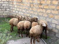Койлор (партия, жынысы көрсөтүлгөн эмес), Койлор — сүрөт 1
