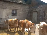 雄牛, Simmental cattle — 写真 5
