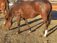 Бие, Arabian horse — 7-сурет