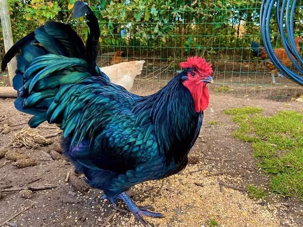 Australorp