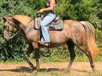 Jument, Kentucky mountain daddle horse — photo 8