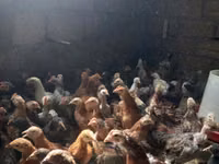 Chickens — foto 1