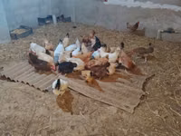Chickens — foto 2