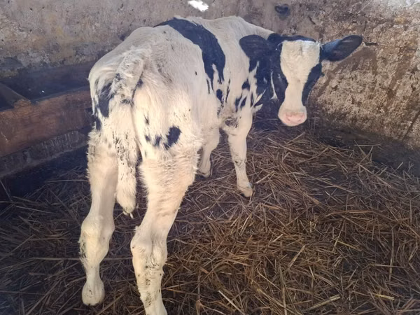 Býk, Russian Black pied cattle