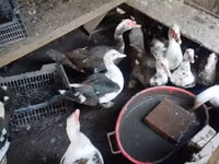 Ducks — الصورة 2