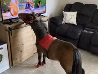 Hengst, Miniature horse — Foto 4