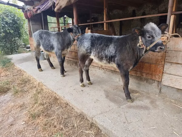 Taureau, Swiss cattle