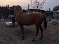 Horse (M), Horses — photo 6