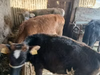 Vaca, Ganado vacuno — foto 3