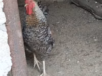 Chickens — foto 3