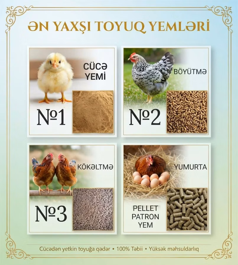 Artıq daimi istifadə üçün Kənd Toyuğu. Serebrist. Qaz. Ördək
