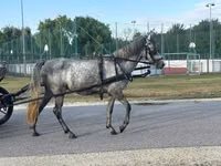 Mare, Horses — photo 6