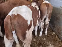 காளை, Simmental cattle — புகைப்படம் 1