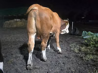 Bull, Swiss cattle — photo 4
