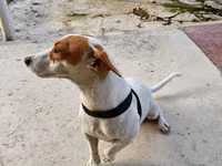 🐶 TƏCİLİ! Safqan Cek Rassel yeni ailəsini axtarır! ❤️ Çox sevdiyimiz — сүрөт 3