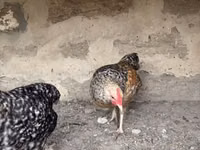 Chickens — Foto 3