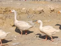 Geese — Foto 1