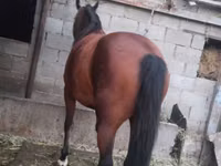 Mare, Horses — photo 2