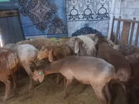 பெண் வெள்ளாடு, வெள்ளாடுகள் — புகைப்படம் 5