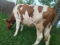 Krowa, Simmental cattle — zdjęcie 1