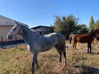 At, Atlar — foto 6