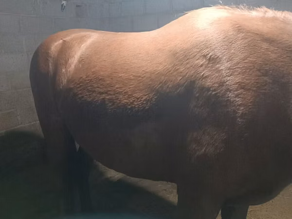 Kısrak, Budyonny horse