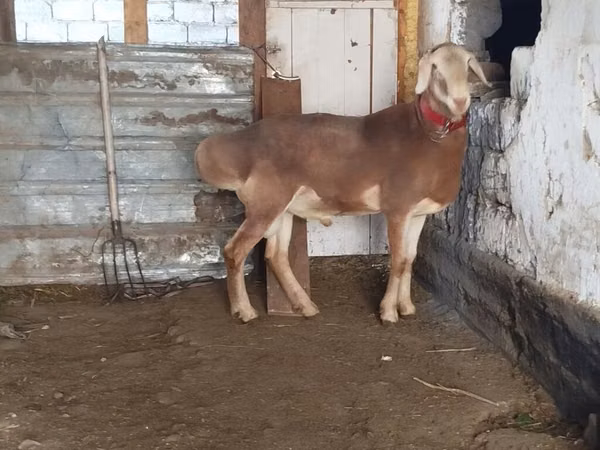 Кочкор, Рён кочкору