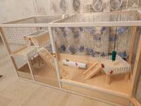 Dovşan,hamster,şinşila,bildirçin,cücə,xamyak,pişik,quş ve s kimi ev — Foto 4