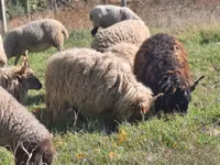 Koç, Racka sheep — foto 1