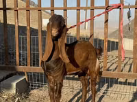 Goats (batch, sex not specified), Nubian Goat — photo 2