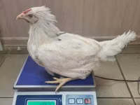 Chickens — foto 1