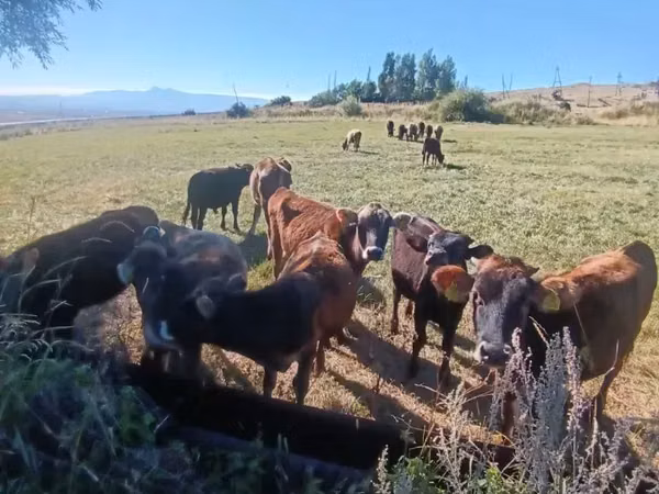 Boğa, Sığır