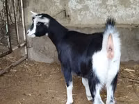 Echki, Alpine goat — 6-rasm