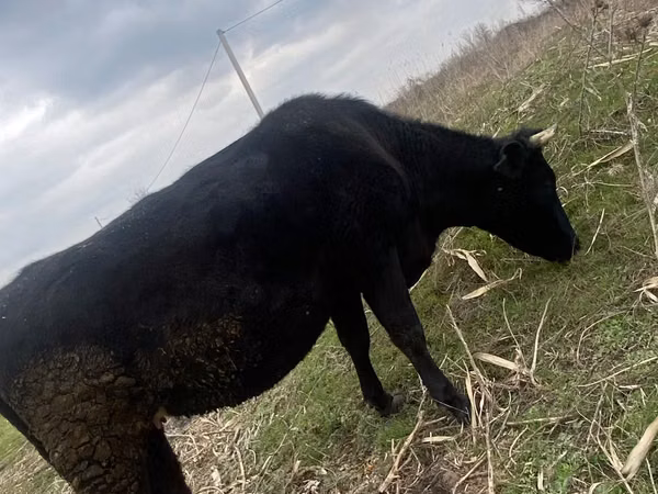 Sigir, Alatau zotі