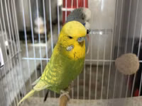 Təmiz qan Çex tutuquşuları satılır 🦜 Quşlar çox sağlam, aktiv və — zdjęcie 4