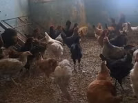 Chickens — Foto 3