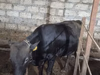 Buqa, Aberdin – Angus — 5-rasm