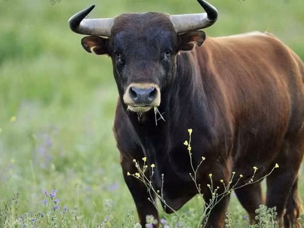 Taureau, Swiss cattle