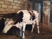Kuh, Holstein-Rasse — Foto 4