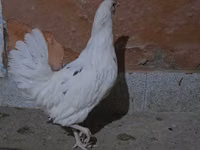 Chickens — الصورة 1