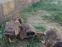 Ducks — Foto 1