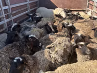 Schaf, Schafe — Foto 4