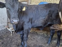 Taureau, Aberdeen-Angus — photo 2