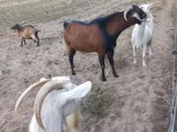 Kozioł, Nubian Goat — zdjęcie 2