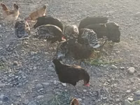 Turkeys — foto 1