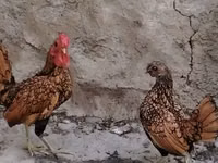 Bantam — zdjęcie 3