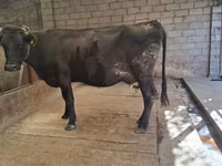 Vaca, Simmental cattle — foto 2